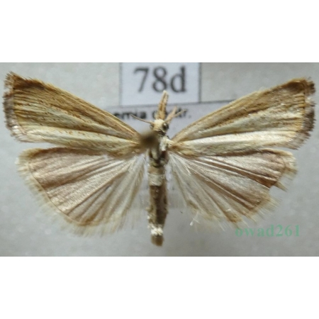 Chrysoteuchia culmella (Linnaeus, 1758) Wachlarzyk ździeblaczek Czech78d